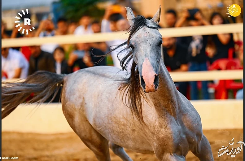 (تصاویر) نمایش اسب&zwnj;های اصیل عرب در کردستان عراق
